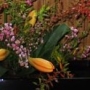2025年10月の花