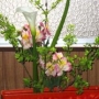 2025年5月の花