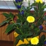 2025年8月の花