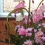 2025年9月の花